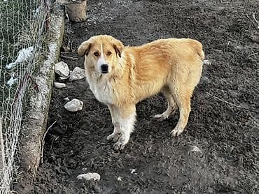 собака авчарка: Алабай, 7 месяцев, Самец, С прививкой — 1