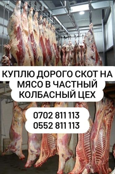 продажа скота: Куплю | Коровы, быки, Лошади, кони, Бараны, овцы | Любое состояние, Забитый, На забой, на мясо — 1