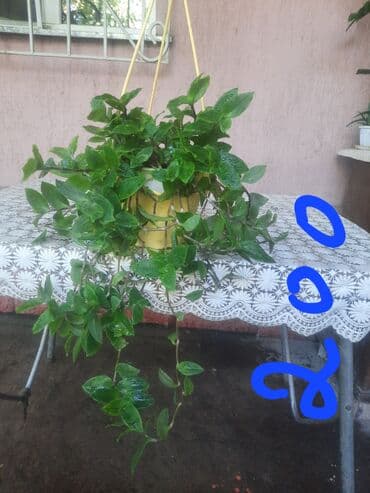 сок алоэ цена бишкек: Алоэ — 13