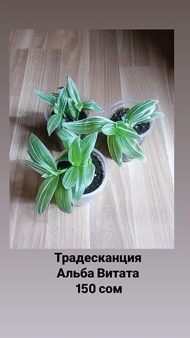 Традесканции: Традесканции 8 сортов. Укоренённые черенки. цена 150-200 сом в — 7