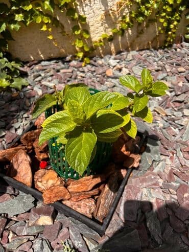 одежда оптом дордой: Декор для дома и сада, Платная доставка, Самовывоз — 9