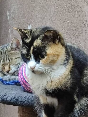 кошка в добрые руки: Замечательная кошка в поиске дома. Привезём сами — 2