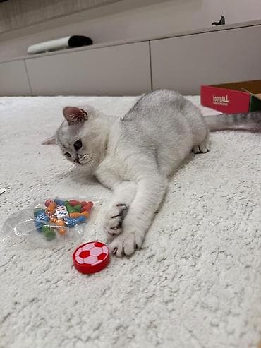 стрижка овес: Продается котёнок 6 месяцев Британская короткошёрстная кошка, окрас — 4