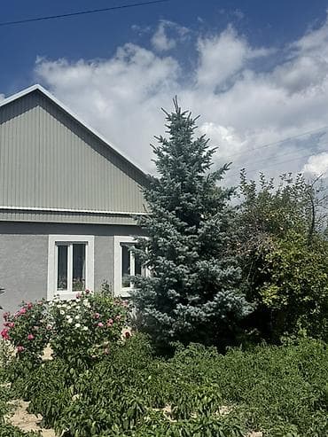 детскую кроватку кроватка к: Голубая ель - Крупномер, ориентировочная высота 5–7 м, широкая — 1