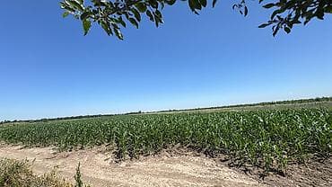 рыбная мука: Продается Кукуруза 🌽 для Силоса Российское семена, до 70 га Адрес — 4