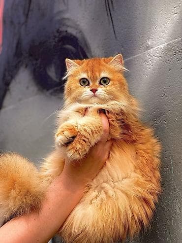 ✨ британские котята золотистой шиншиллы в поисках дома! ✨ наши малыши