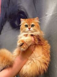 ящик для документов: ✨ БРИТАНСКИЕ КОТЯТА ЗОЛОТИСТОЙ ШИНШИЛЛЫ В ПОИСКАХ ДОМА! ✨ Наши малыши — 9