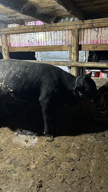 рыба осётр: Продаю | Бык (самец) | Ангус | Для разведения | Осеменитель — 5