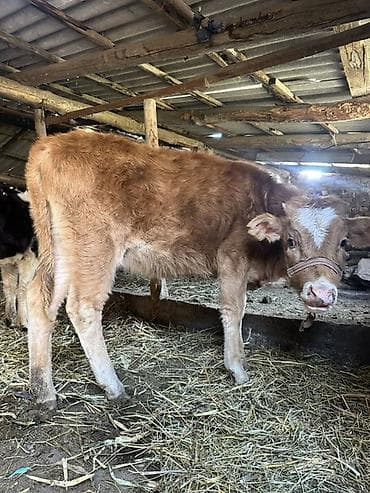 Продаю | Музоо, торпок | На откорм