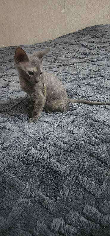 сфинкс кот цена: 🐾 Котята донского сфинкса ищут самые любящие семьи! Две очаровательные — 5