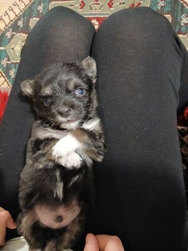породы собак в бишкеке: 1 месяц, Самец — 4