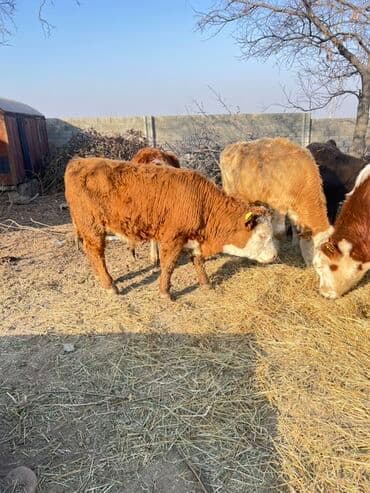 дойних коров: Продаю | Музоо, торпок | На откорм — 3
