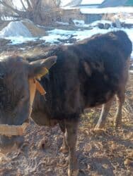 собаку в добрые руки: Продаю | Бык (самец) | На откорм | Привязанные — 5