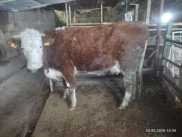 Башка жаныбарлар: Сатам | Уй (ургаачы) | Монбельярд | Сүт алуу үчүн — 1