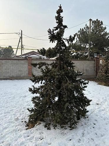 Садовая техника и оборудование: Саженцы деревьев: Ели, Самовывоз — 3