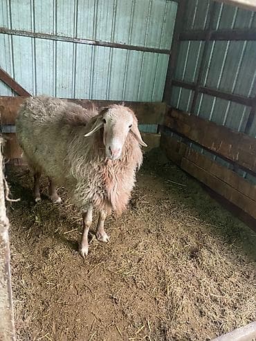 питбуль балыкчы: Продаю | Овца (самка) | Для разведения | Матка — 2