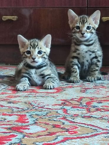Бенгальские котята от ярко-окрашенной кошки: Мать из Италии. Остался — 2