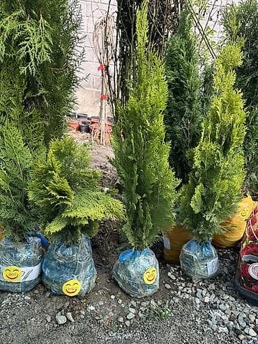 туя голубая ёлка: Туя (саженцы с комом земли) - Вечнозелёные декоративные хвойные для — 3