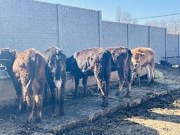 собаки сколько стоит: Продаю | Музоо, торпок | Ангус, Швицкая | На откорм — 3