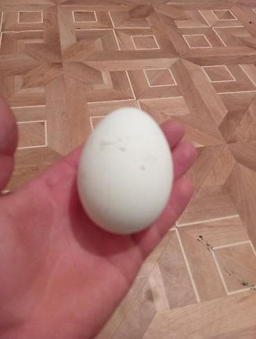 Гусиные яйца точно не знаю можно для инкубации или нет