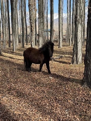 Продаю | Жеребец, Жеребенок