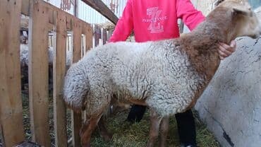 животные домашние: Другие животные — 3