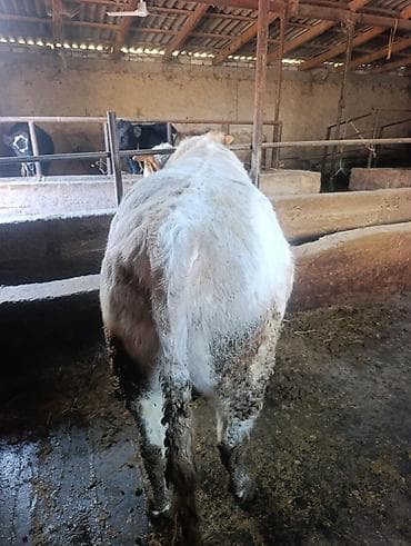 телка жирная: Продаю | Бык (самец) | На откорм | Осеменитель — 5