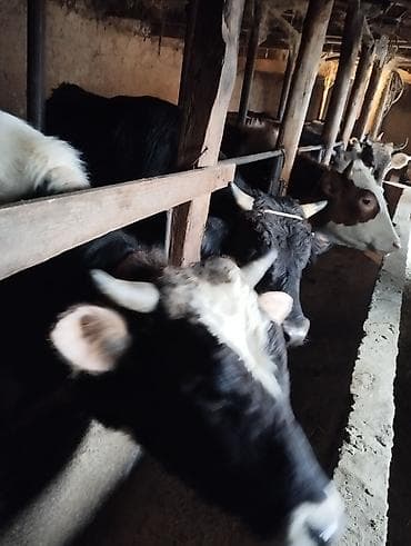 бычки маленькие: Продаю | Корова (самка) | На забой | Привязанные — 3