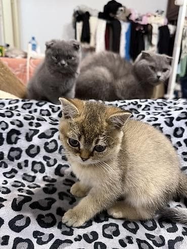 scottish fold: Шотландские котята (Scottish Fold/Scottish Straight) Описание: - — 2