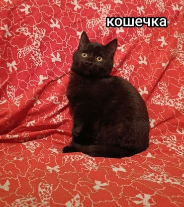 кошка домик: Срочно отдаю в добрые руки! Котята возраст 3 месяца,к лотку — 2