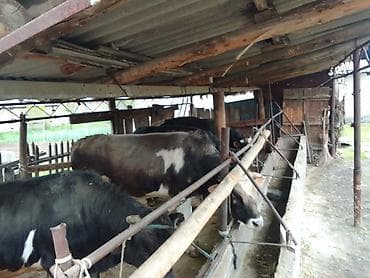 скот на забой: Продаю | Бык (самец) | Полукровка | На откорм | Привязанные — 4