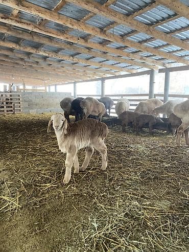 Аквариумдар: Сатам | Ургаачы кой (ургаачы) | Көбөйтүү үчүн | Асыл тукумдуу — 3