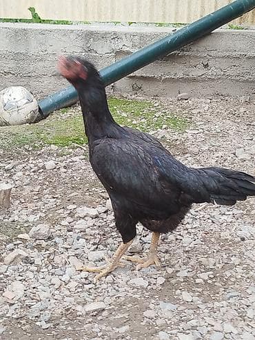 спортбайк детский: Дакан мекиш сатылат бези бар канатынын алдында алмашу жолдору бар — 4