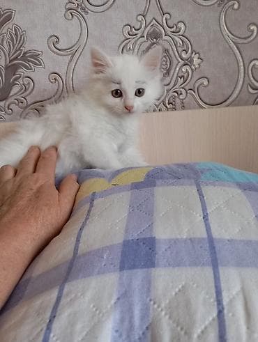 сиямские кошки: 1 месяц, Девочка, Белый — 10