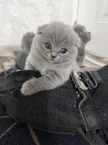 куплю котенка сфинкса: Шотландские вислоухие котята (Scottish Fold), окрас голубой (blue). - — 10