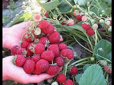 фрукты цена бишкек: Продаётся рассада клубники, сорт "Виктория" долгоиграющий. Крупный — 5