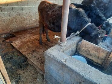 dog chow: Продаю | Корова (самка), Бык (самец), Тёлка | Алатауская | На откорм, На забой, Для разведения | Искусственник — 1