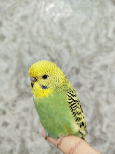 цесарка цена бишкек: Ассаламу Алейкум туугандар Папугай даяр пара 🦜 сатылат! Колго — 1