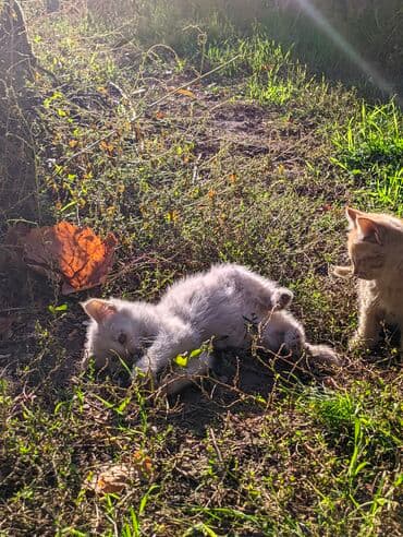 carters для мальчика: Котята, домашние, игривые. Описание: - Окрас: рыжий и кремово-белый — 5