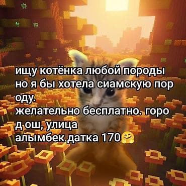 сиамская кошка даром: Ищу котёнка. Рассмотрю любую породу, но предпочтительно сиамскую — 1