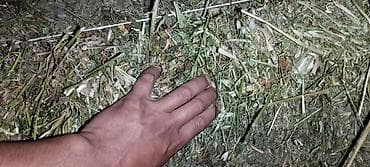 кукуруза местная: Продаю сено клевер с поле 135 есть 1500 тюков — 2