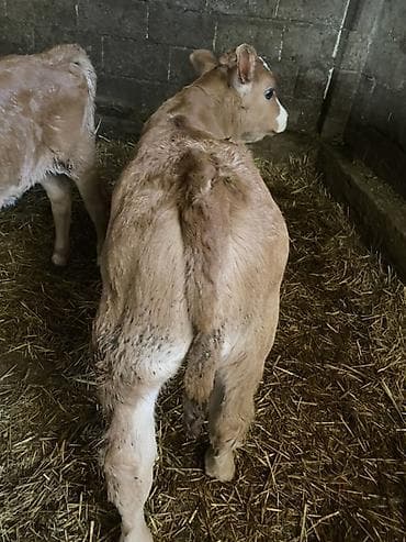 каровы швиц: Продаю | Тёлка | На откорм | Племенные — 3