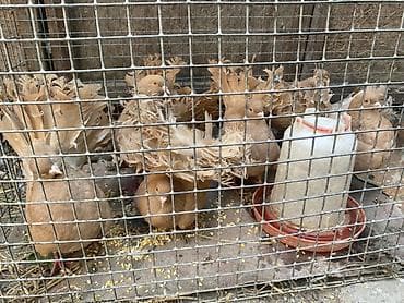 Продам с/х животных: Продаю | Куры | Для разведения — 2
