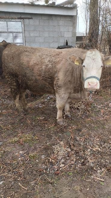 Птицы: Продаю | Тёлка — 2