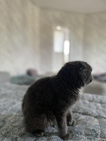 ош кошка: Скотиш Фолд (Шотландская вислоухая), 4 месяца, Девочка, Серый, Приучена к лотку — 2