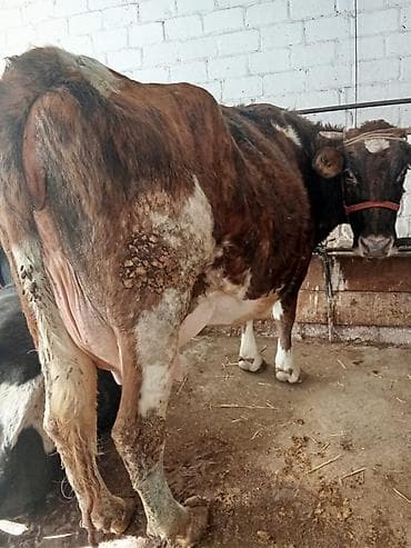 Башка жаныбарлар: Сатам | Уй (ургаачы) | Аргын, Швиц, Айршир | Көбөйтүү үчүн, Сүт алуу үчүн | Бооз, Музоологондон кийин, Байланган — 2