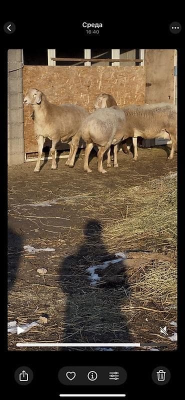 Ветеринар кызматы: Сатам | Ургаачы кой (ургаачы) | Көбөйтүү үчүн | Ургаачы — 4