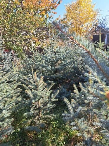 саженцы хвойных пород: Саженцы деревьев: Ели — 6