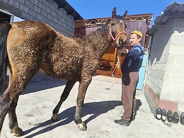 Ветеринар кызматы: Сатам | Байтал | Көбөйтүү үчүн — 7