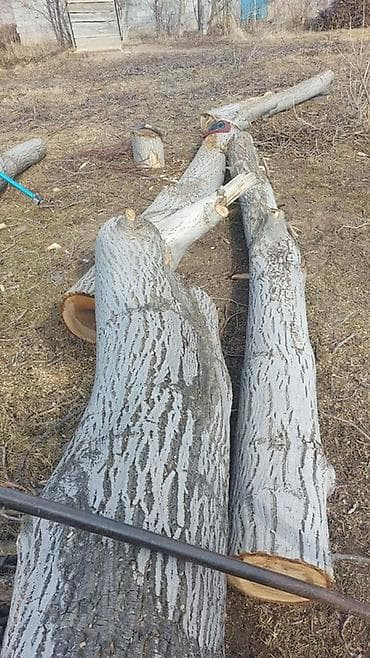 Сантехника: Бревна/стволы лиственной породы (распиленное дерево) - Крупные прямые — 3